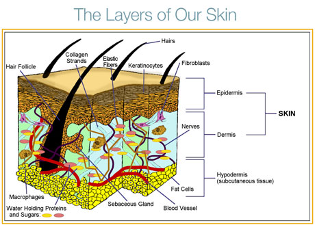 The Layers of Our Skin